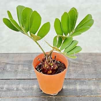 51e+i-zP0GL._AC_UF350, 51e+i-zP0GL._AC_UF350,